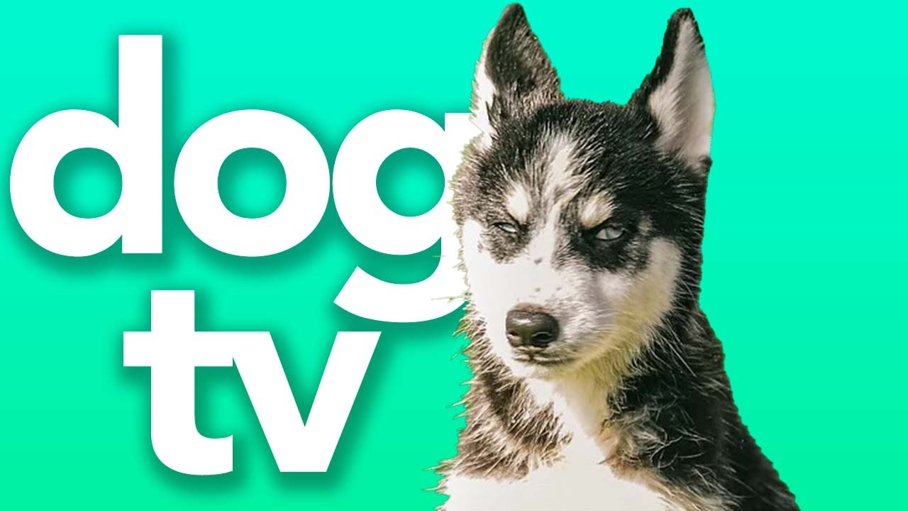 Dog TV - Walking Video for Dogs | Hours of Entertainment and Excitement for Dogs! 🌈