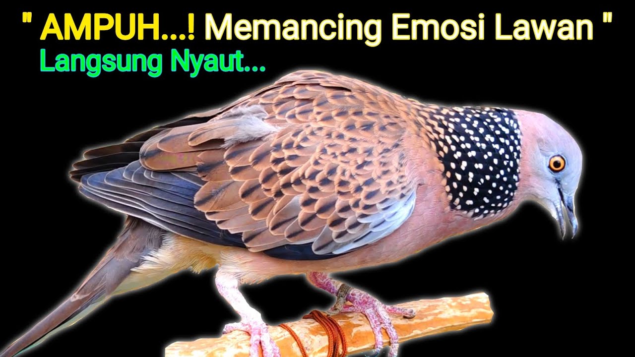 Suara Burung Terkukur Gacor Paling Top Untuk Pancingan & Pikat