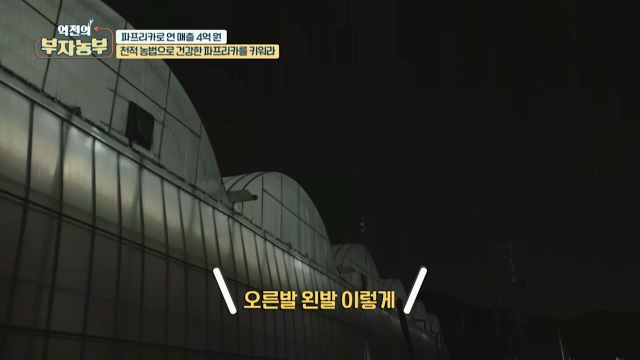 [파프리카 농사로 연 매출 4억!!] 한밤 중에 파프리카 하우스에 무슨 일이??