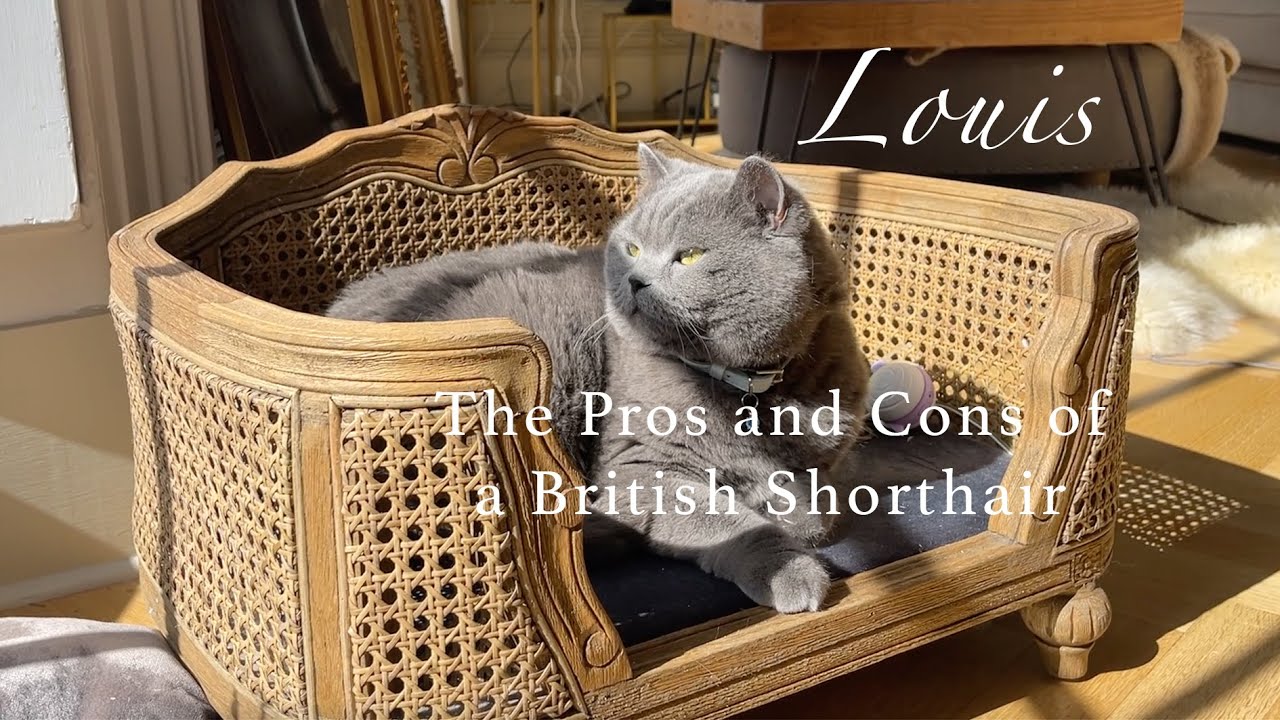 The Pros & Cons of the British Shorthair Cat #cat #catlover #britishshorthair #britishblue #cats