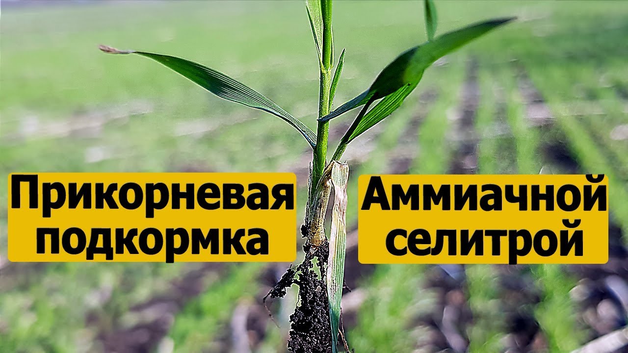 Подкормка пшеницы весной аммиачной селитрой.Селитра - удобрение для пшеницы.