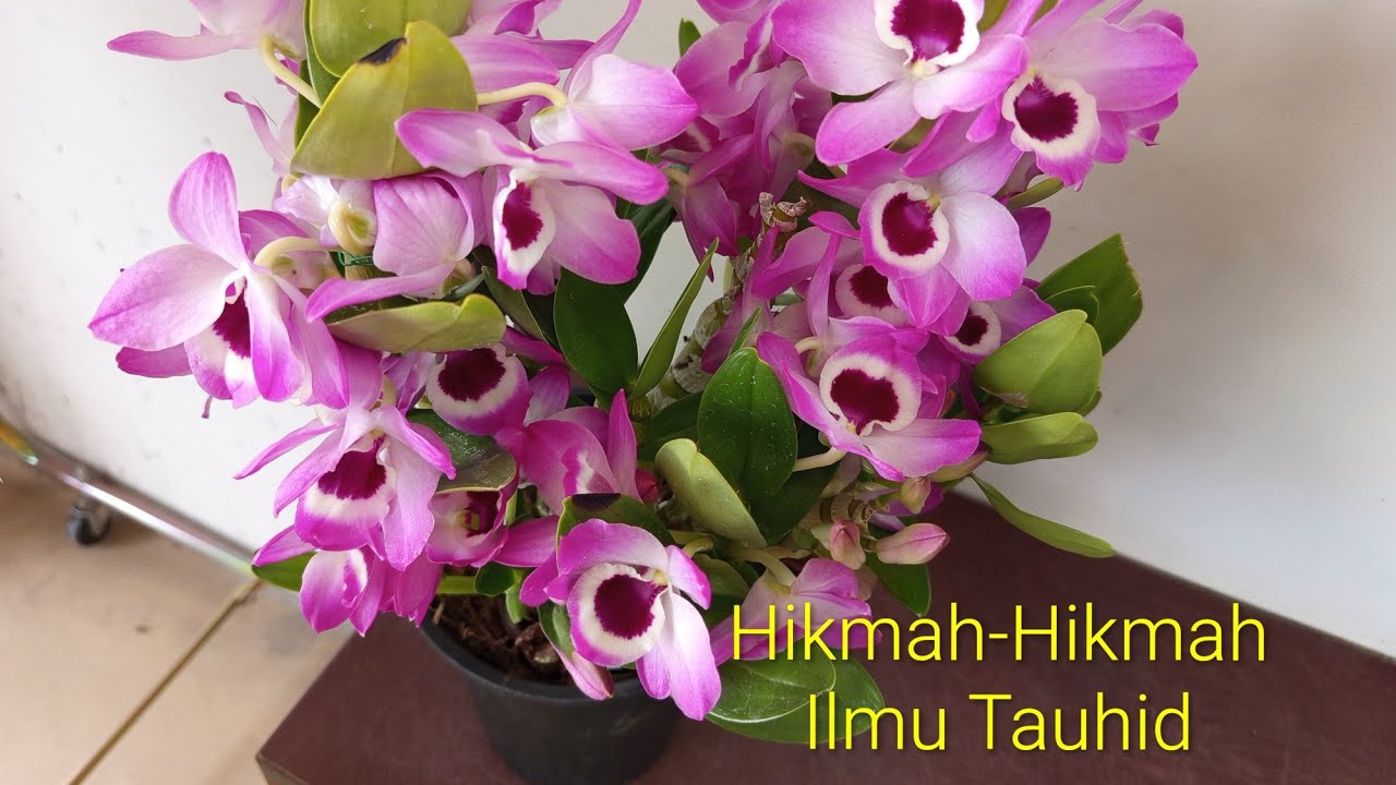 Kuliah Subuh Masjid Raya Baiturrahman Banda Aceh Via Jepang/Hikmah-Hikmah Ilmu Tauhid