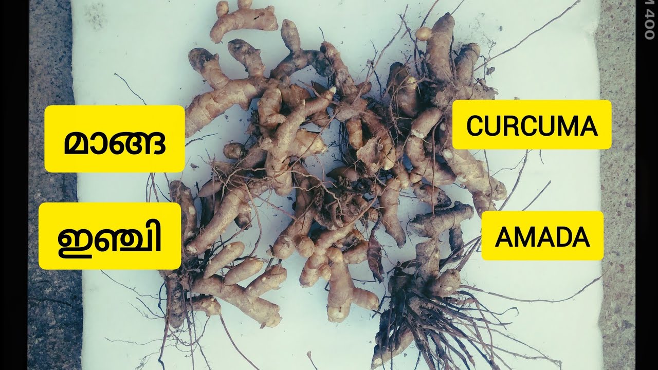 CURCUMA AMADA, മാങ്ങ ഇഞ്ചി #plant #vegetables #ginger #mamga #inchi 
