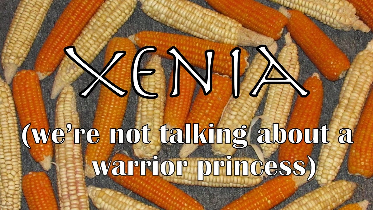 Corn Breeding- Xenia and Selection