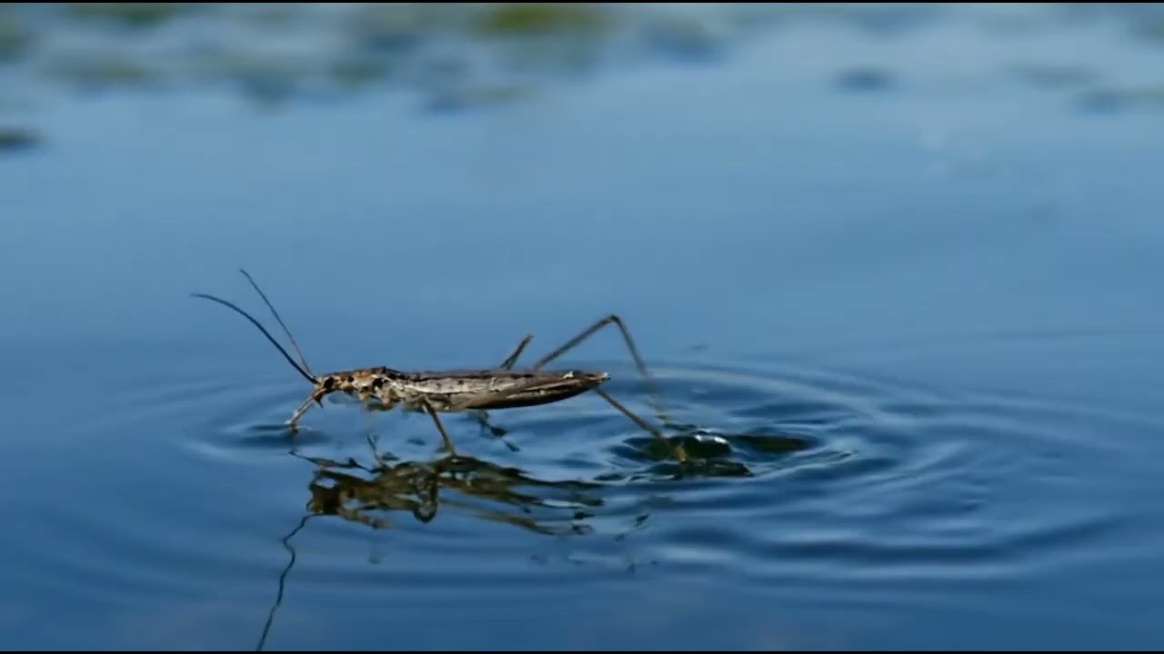 Walking on Water: The Graceful Legs of the Water Strider