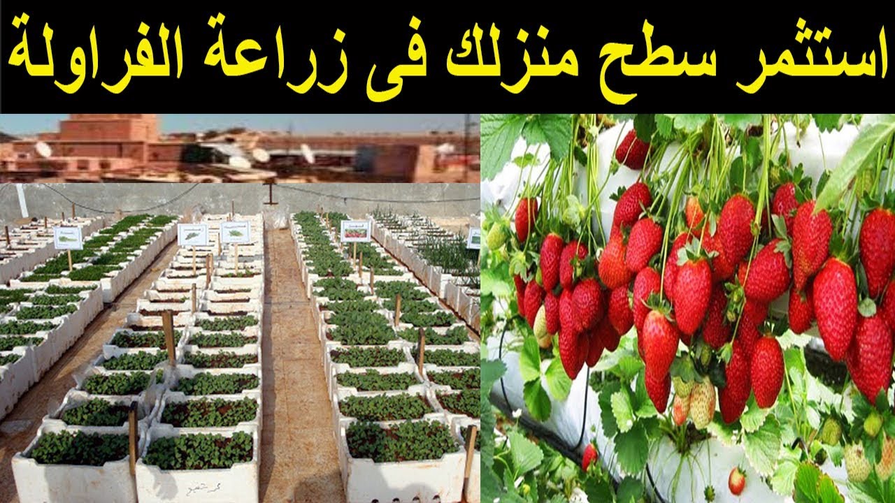 مشروع مربح جدا وبرأس مال قليل ... زراعة الفراولة على سطح منزلك | Profit from planting strawberries