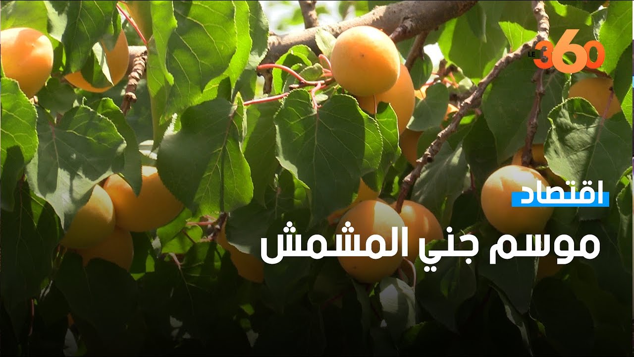 انطلاق موسم جني المشمش بإقليم جرسيف وسط تفاؤلات بإنتاج جيد
