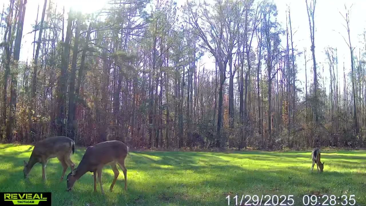 More food plot clips. #wildlife #deer #deerhunting #turkeyhunting #foodplot #doe #bucks #trailcams