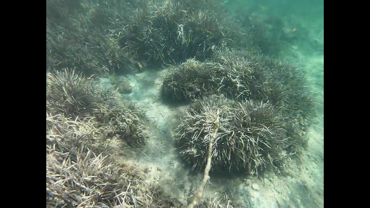 Ile of Porquerolles - Plage d'Argent Shore Dive Part 1