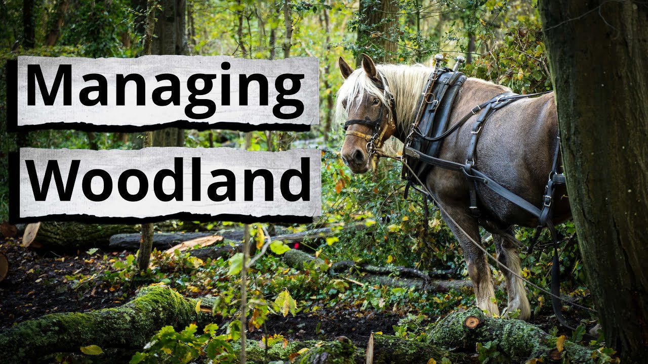 How we’re managing the woodland at River Hamble Country Park