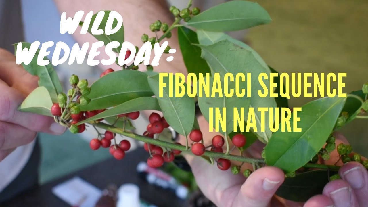 Wild Wednesday: Fibonacci Sequence in Nature
