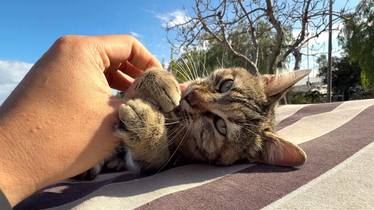 Meet the Tabby That Bites… With Cuteness