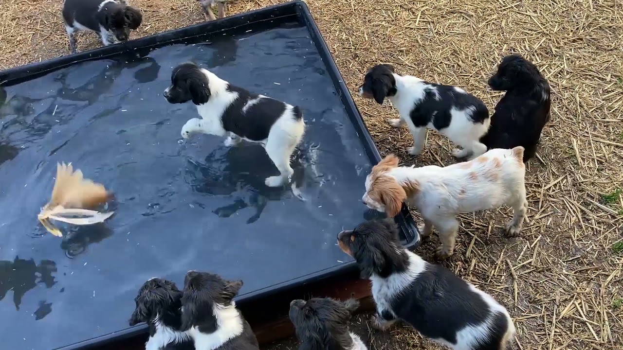 Initiation à l'eau pour les chiots !!