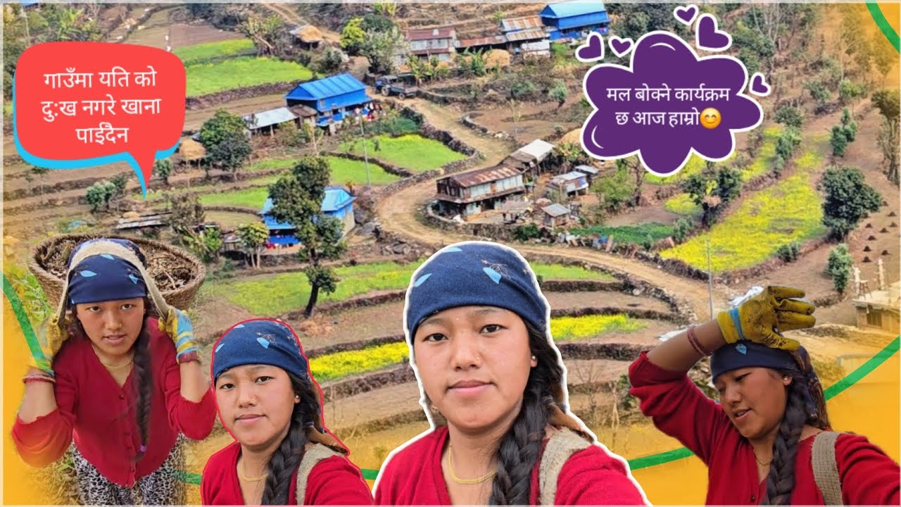 छोरी मान्छे भए पछि यतिको काम चै सिक्नुपर्ने रैछ। Nepali Village Vlog|मल बोक्ने कार्यक्रम सुरु भो अब