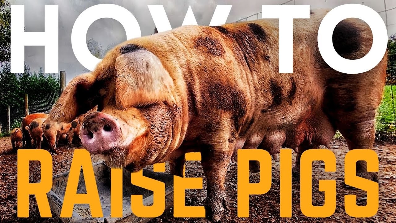 HOW TO RAISE PIGS | Gloucestershire Old Spots