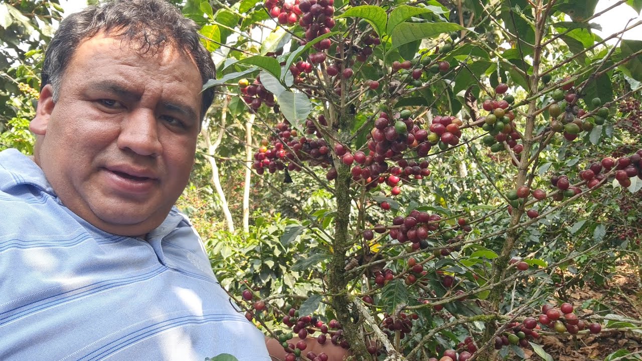 se vende terreno [cafétal incluido]😱finca110,000 /huehuetenango/Guatemala,
