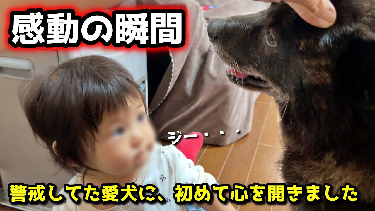 【感動】赤ちゃんの為に本能すら凌駕して守ろうとする甲斐犬一休
