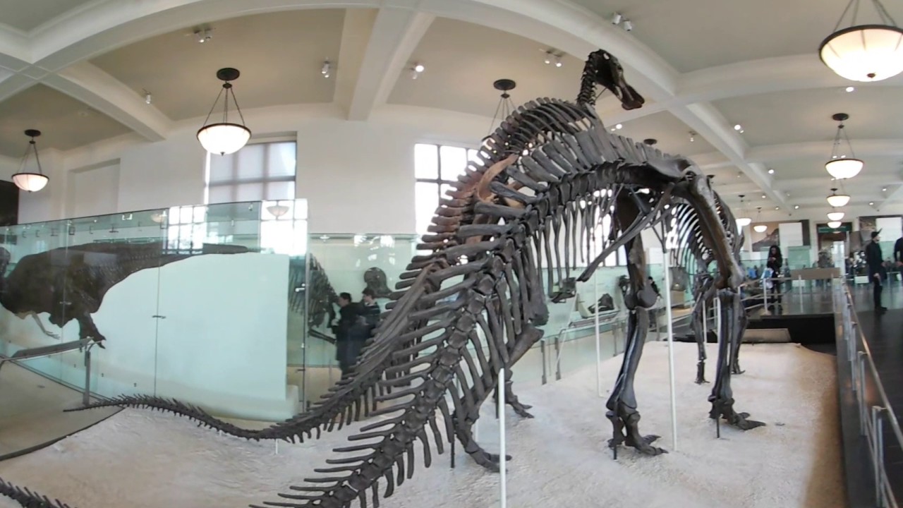 Walk with Dinosaurs #amnh #rvlife360