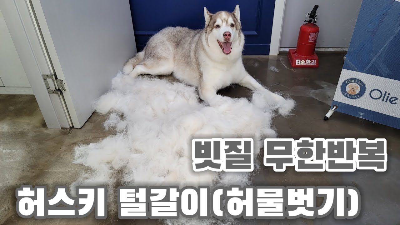 허스키 털갈이 진도 남매 & 무한빗질에 진심인편 [올리스24양산점]