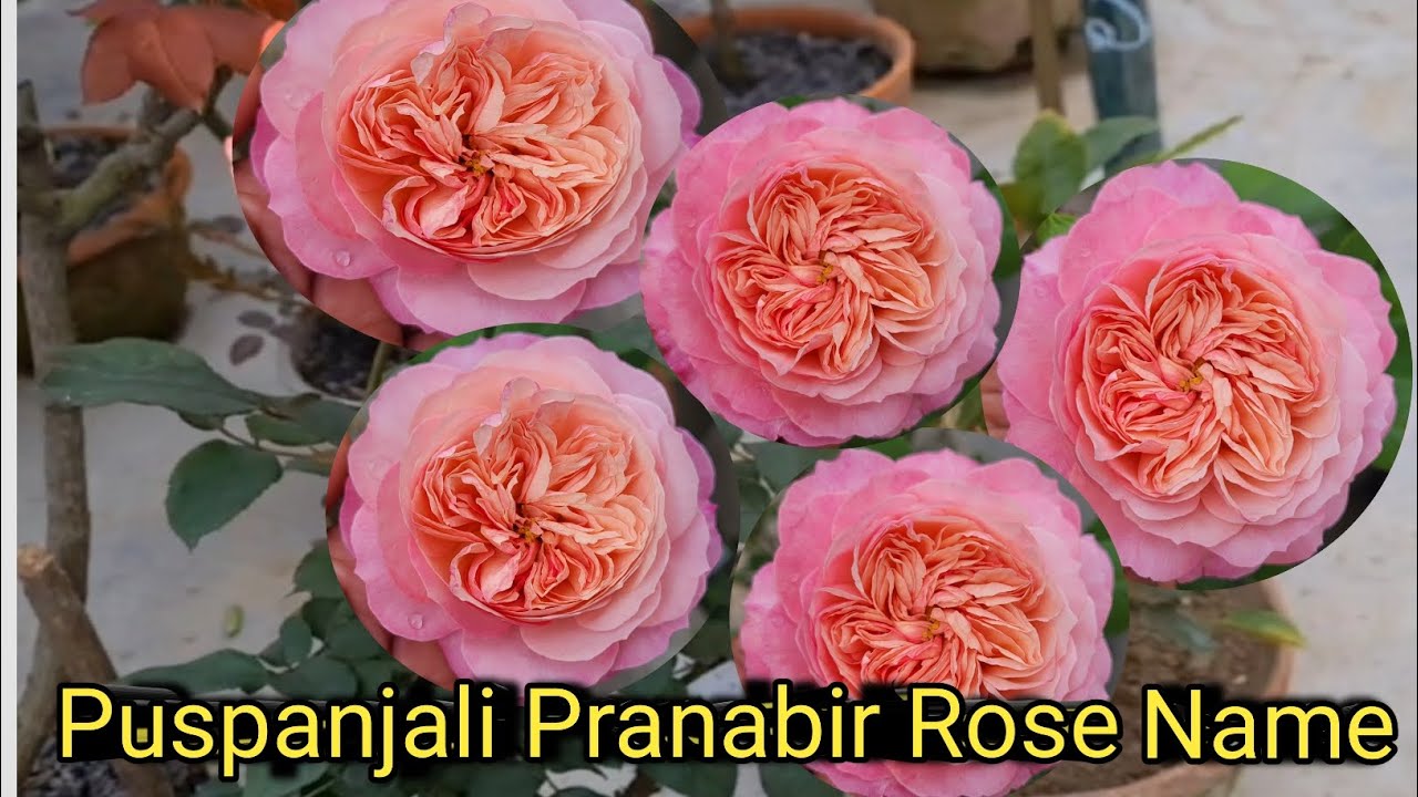 Puspanjali Rose blooming || Rose Varieties With Names (Famous Roses) / HT rose & DA rose id🤩🤩
