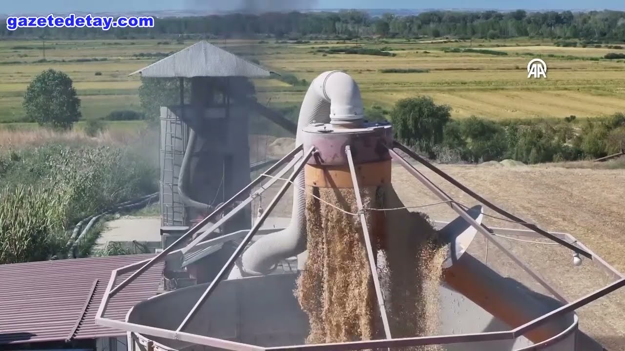 Çeltik üreticisi hem hasat hem kurutma mesaisi yapıyor