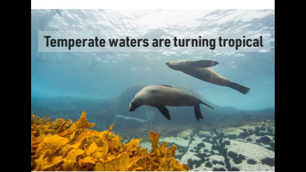 Learn #withme about some impacts of our warming oceans | Prof TRACEY ROGERS