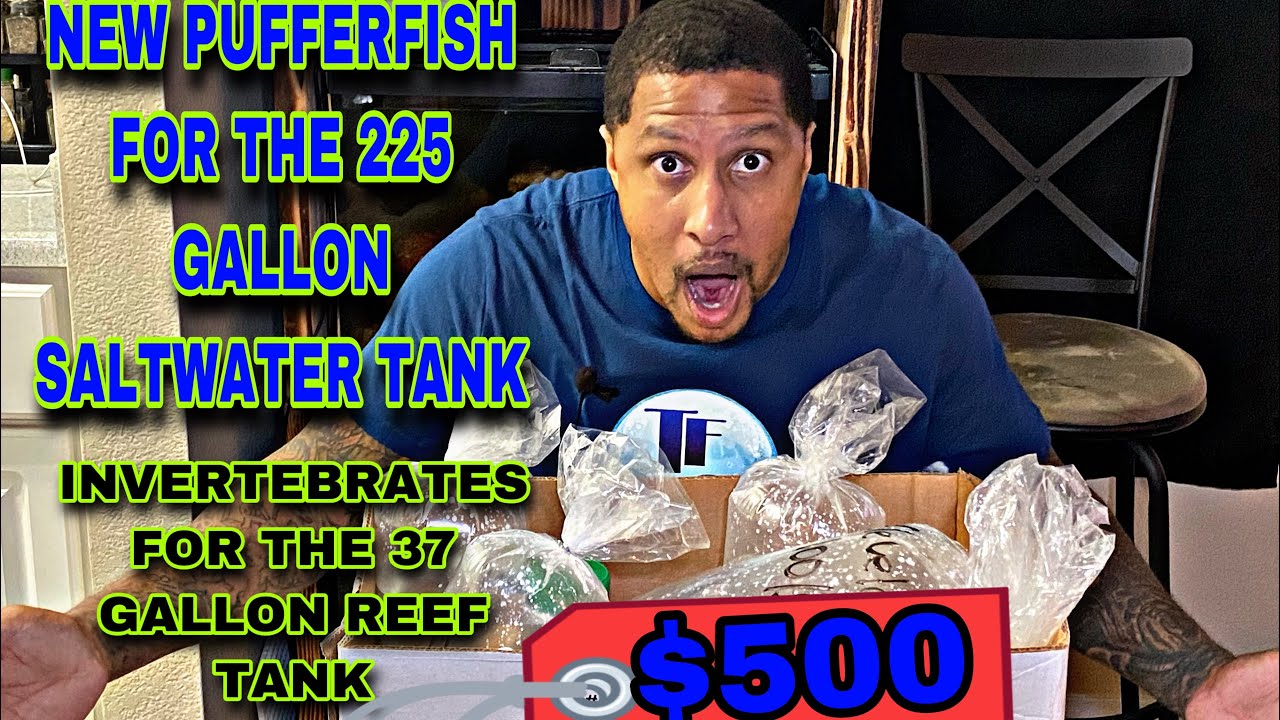 NEW PUFFERFISH FOR MY 225 GALLON SALTWATER AQUARIUM! And adding invertebrates to my reef tank!