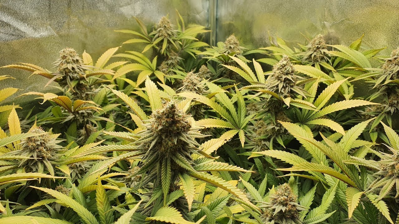 #Repost Viparspectra XS1000 Review with Cookies Gelato, Day 56 Harvest#11