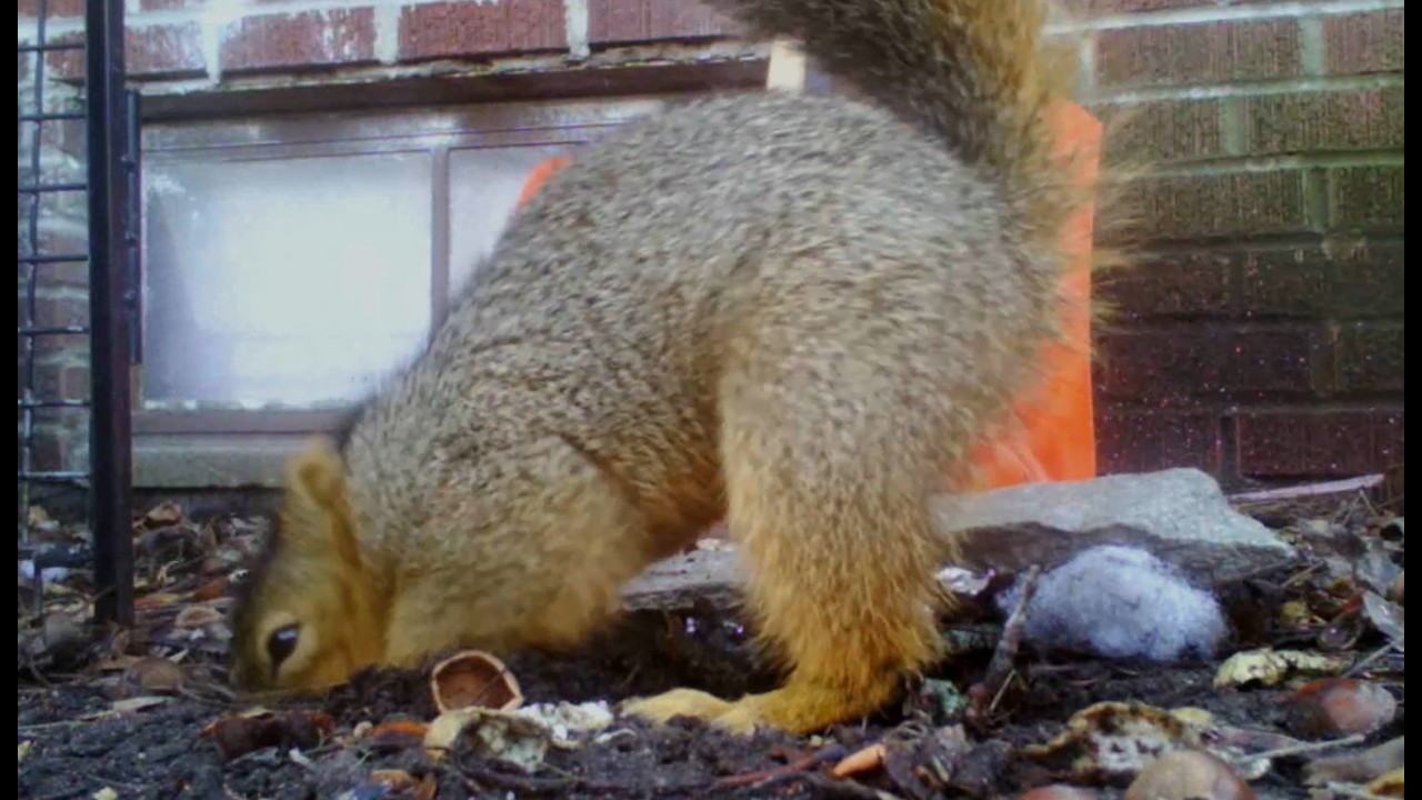 Squirrel buries nut | trail cam