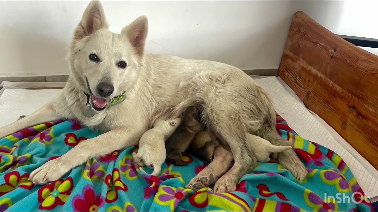 Таинство рождения щенят. The mystery of the birth of puppies.