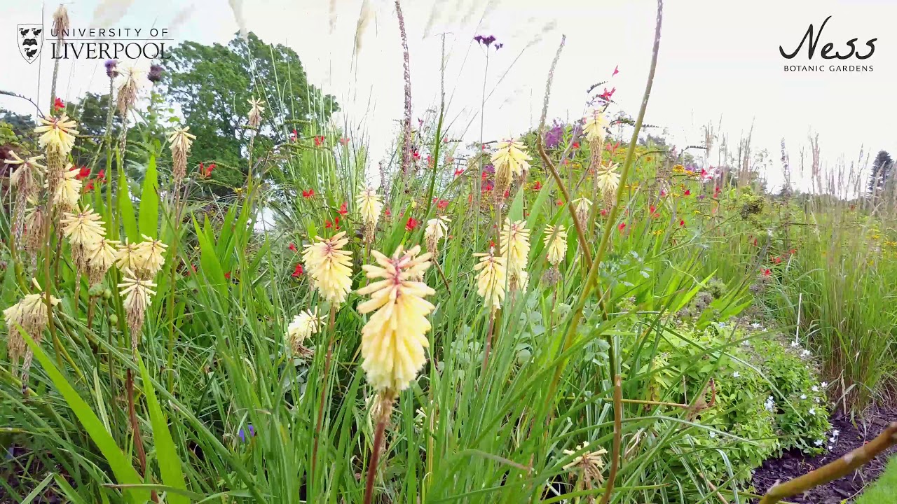 Ness Gardens Virtual Tour: Ness from the skies