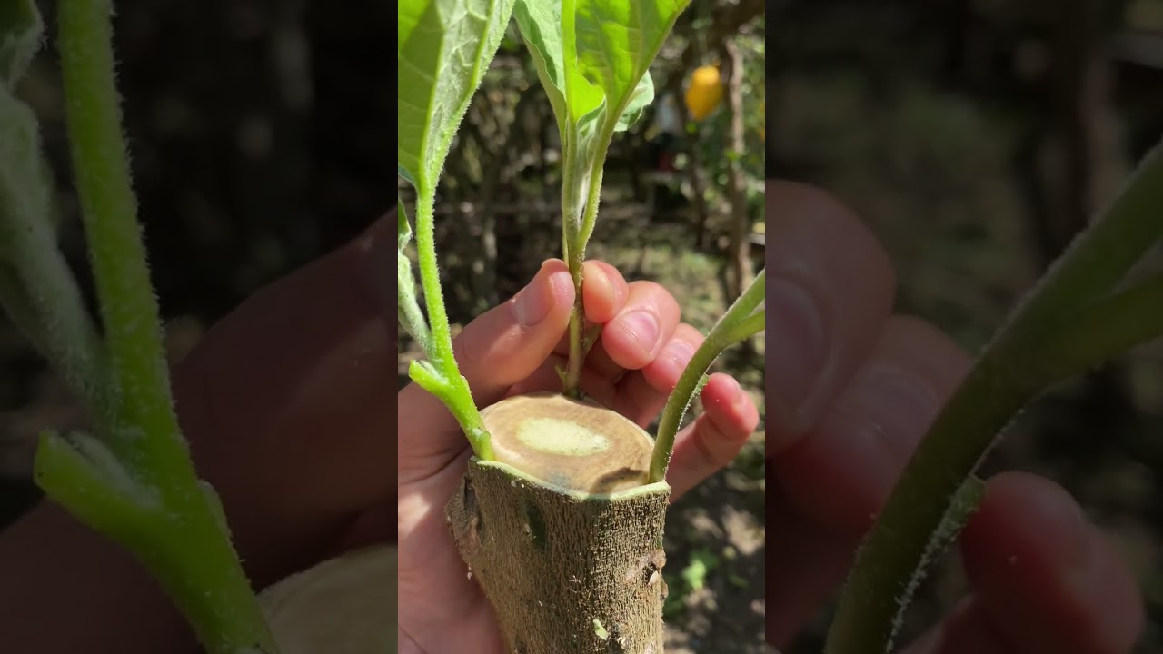 -L' ALBERO DI MELANZANE- innesto di melanzane su solanum chrysotrichum