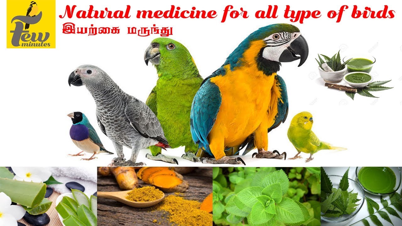 Natural medicine for all type of birds in Tamil