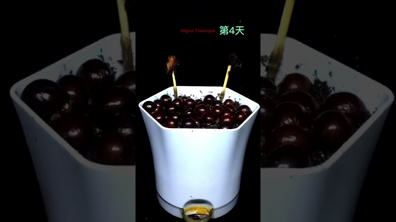 Growing Longan Plant Time Lapse