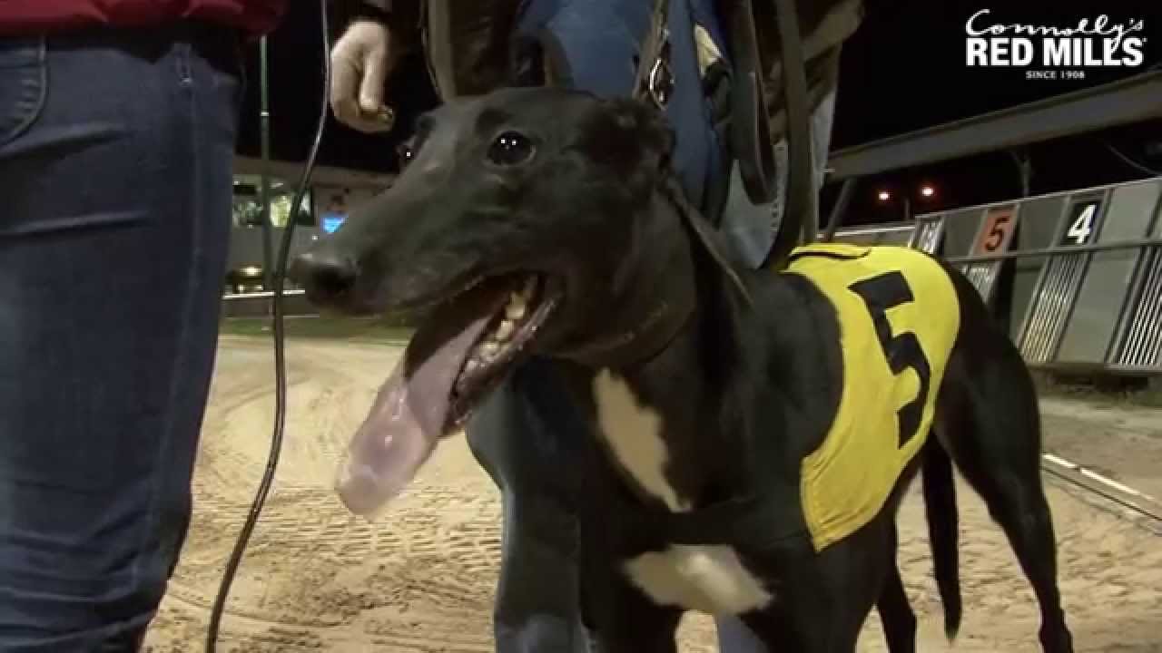 Unraced Bitch Stake Round 1 Newbridge