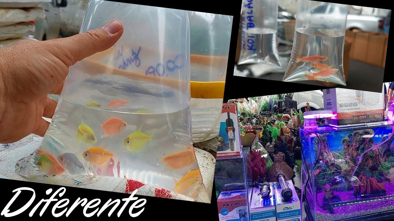 A maior Feira de Peixes Ornamentais  Parte 01