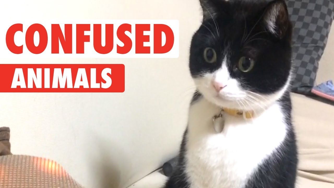 Confused Animals | Funny Pet Video Compilation