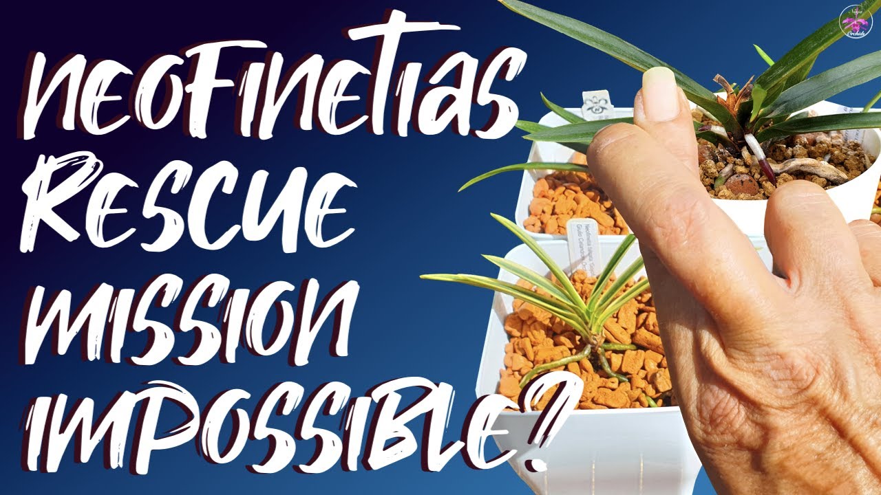 Vanda falcata set up change | Classic leca Semi Hydro Fail 😖 | Rescuing Vanda falcata #ninjaorchids