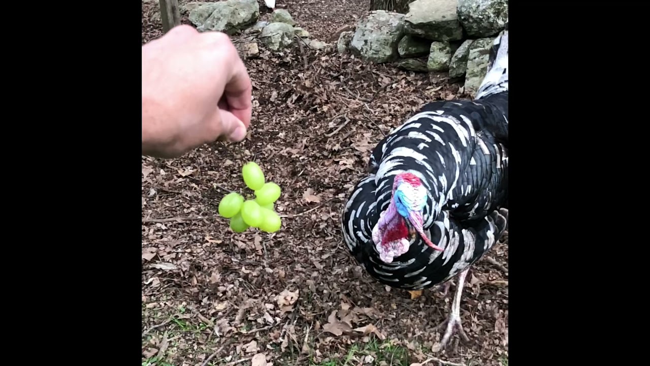 Slow Motion: Kevin the Turkey demolished grapes.