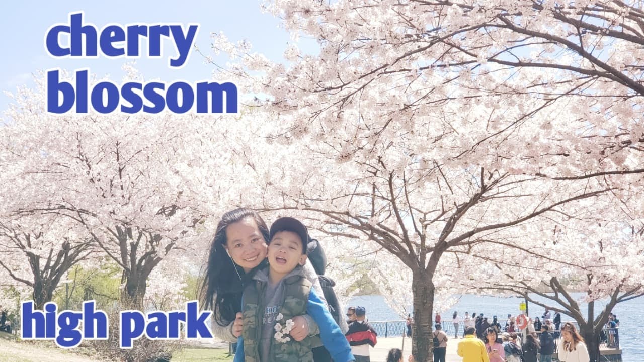 Sakura in High Park Cherry Blossom  2022