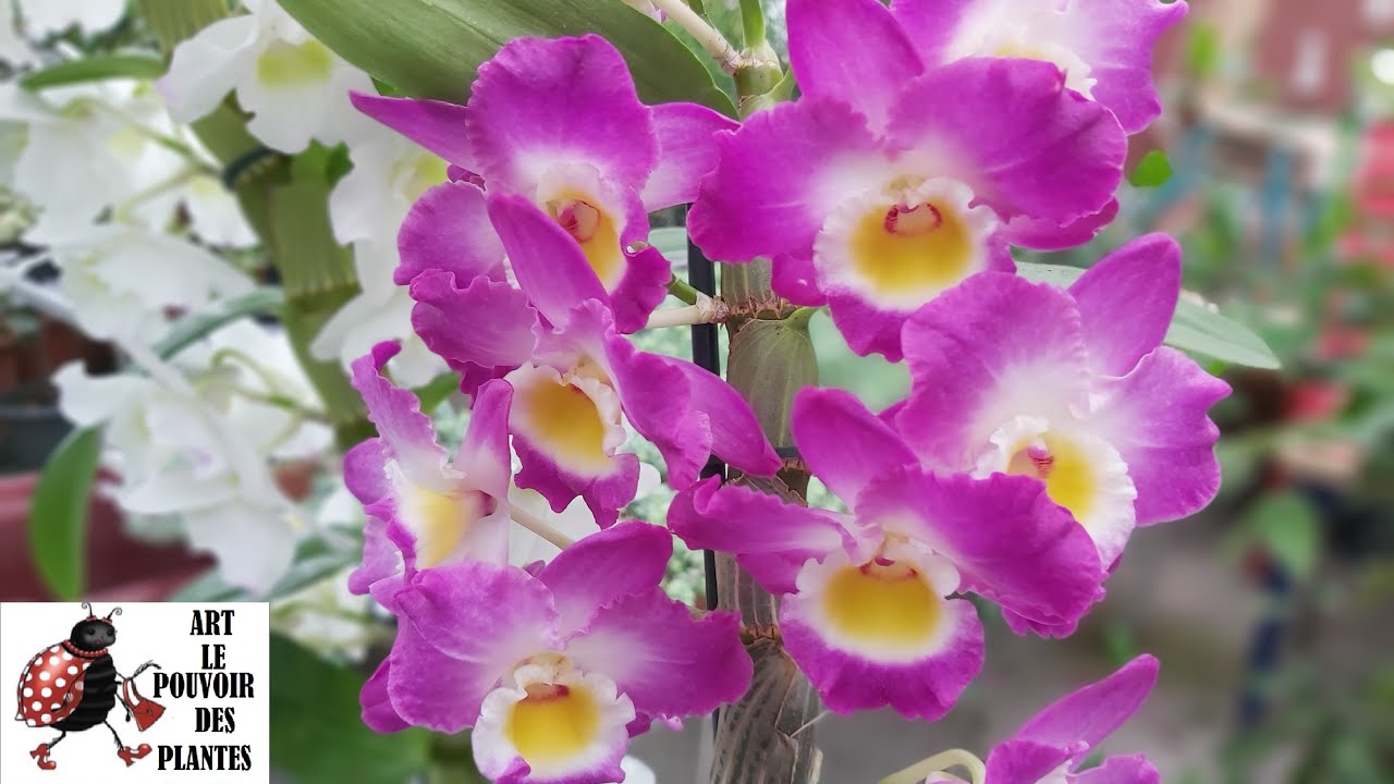 Conseils jardinage: Dendrobium nobile (orchidée-bambou):Entretien et arrosage: : Plante d'intérieur