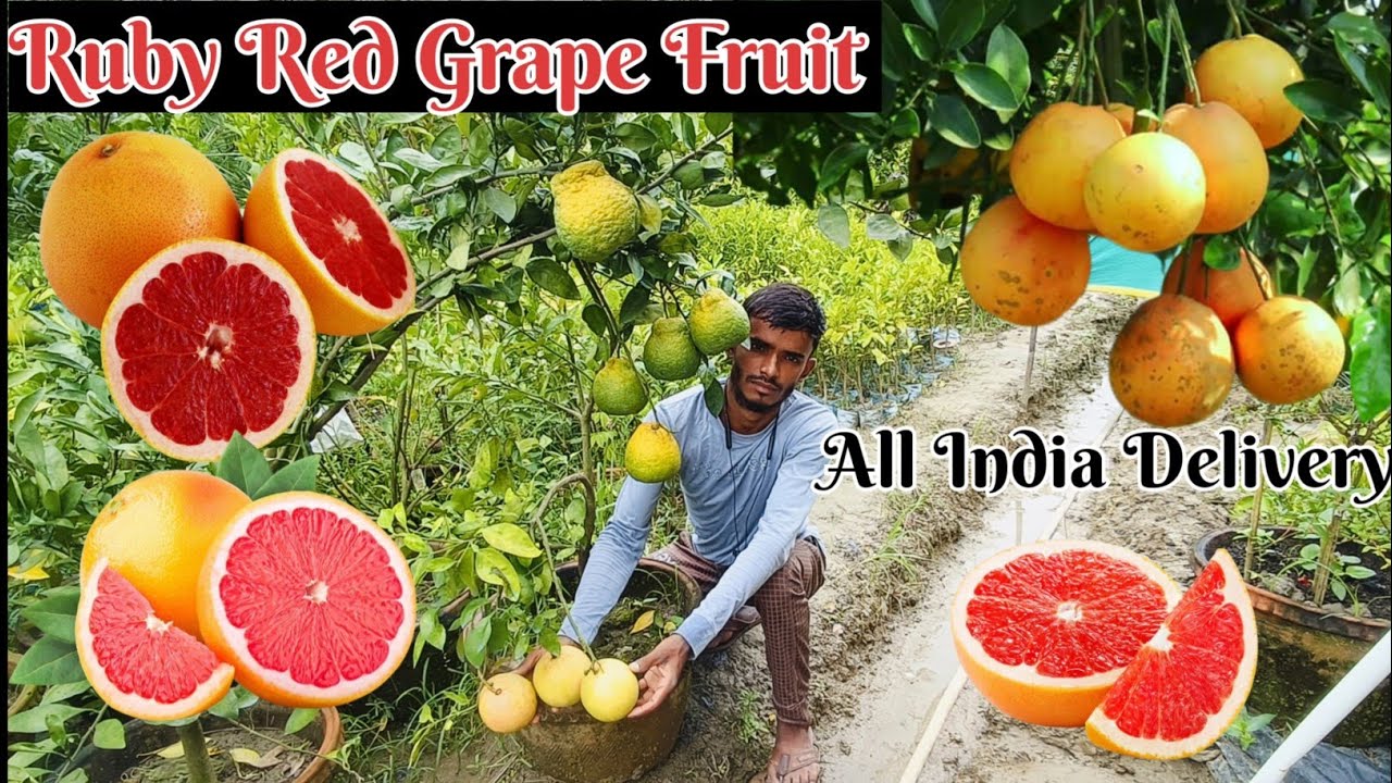 Ruby Red Grape Fruit /Plant available/All India Delivery/WhatsApp 9062349546 