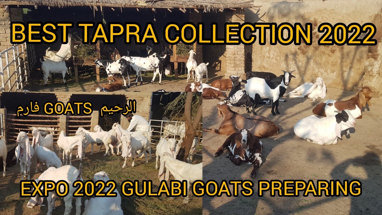 2022 QURBANI TAPRA COLLECTION || BEST PALAI WITHOUT FORCE FEEDING || AL RAHIM GOATS FARM