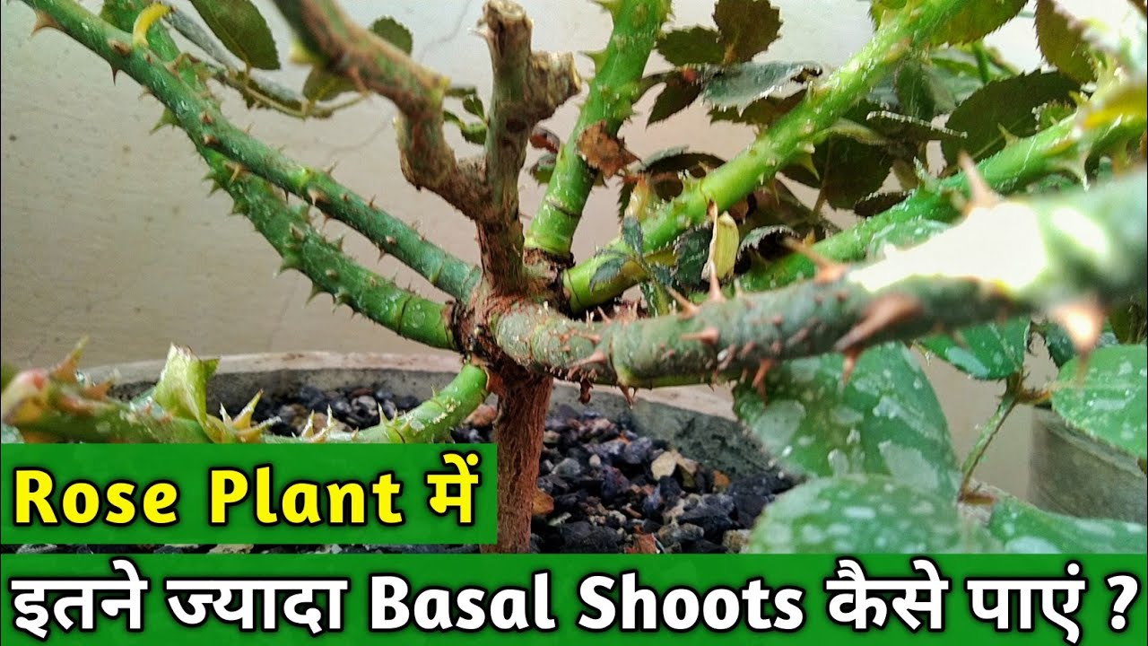 Rose flower plant में इतने ज्यादा basal shoots कैसे पाए || How to get more basal shoots from Roses |