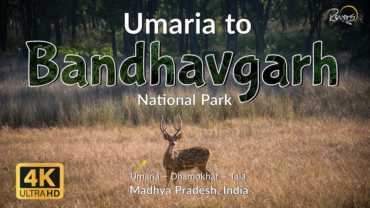 Umaria to Bandhavgarh | Bandhavgarh National Park | Ambikapur to Bandhavgarh - EP3 | 4K Drive