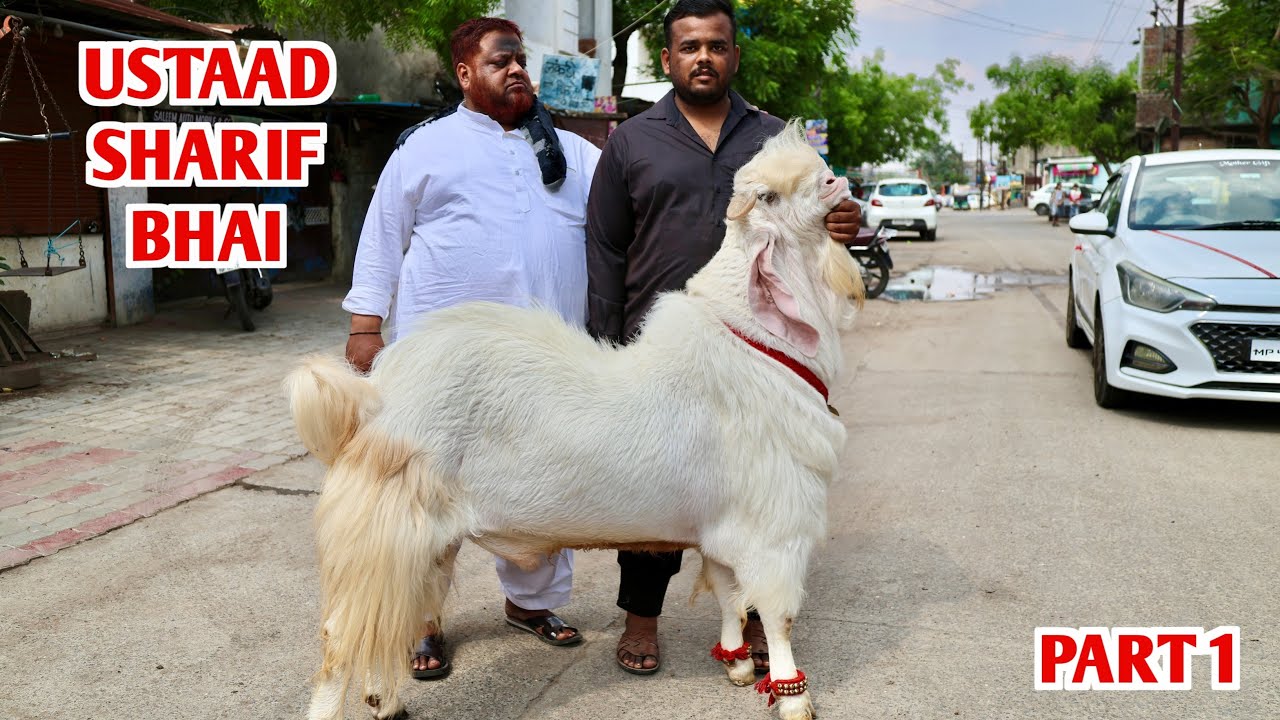 Sharif Ustaad Ka Hansa Bakra In Indore Part 1
