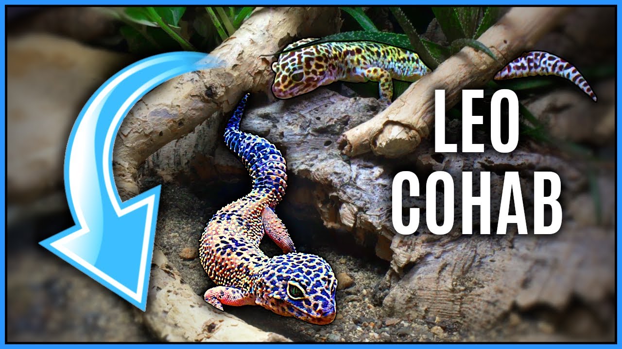 Can You Cohabitate Leopard Geckos? A Revision of Leopard Gecko Cohabitation ft. Reptiles & Research