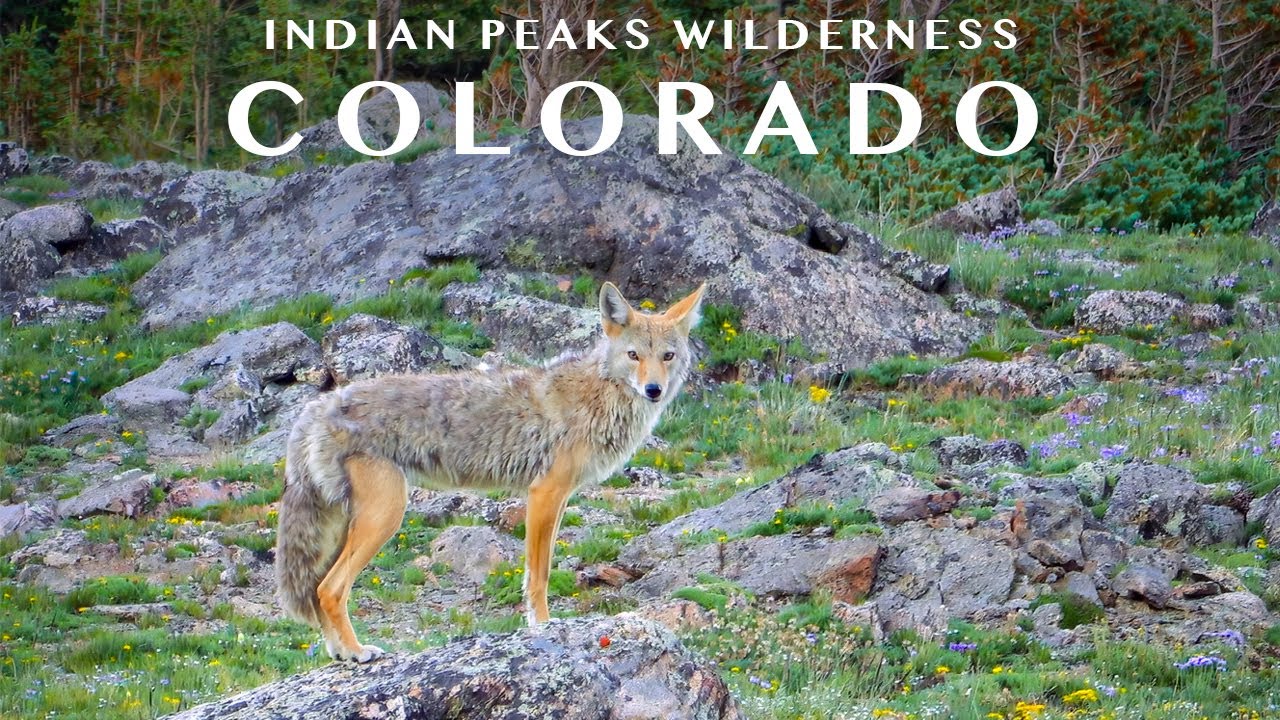 Immersive Virtual Hike In Indian Peaks Wilderness, Colorado // No Music, No Talking