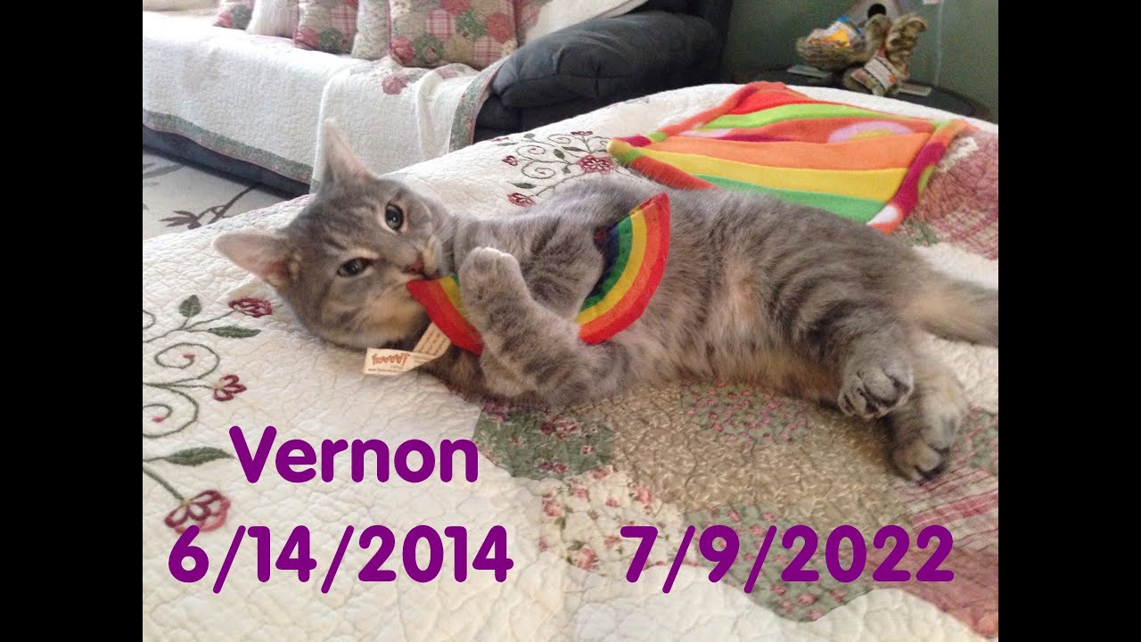 Vernon - R.I.P. Buddy by Stripey D -- Friends of Felines Rescue Center (FFRC)