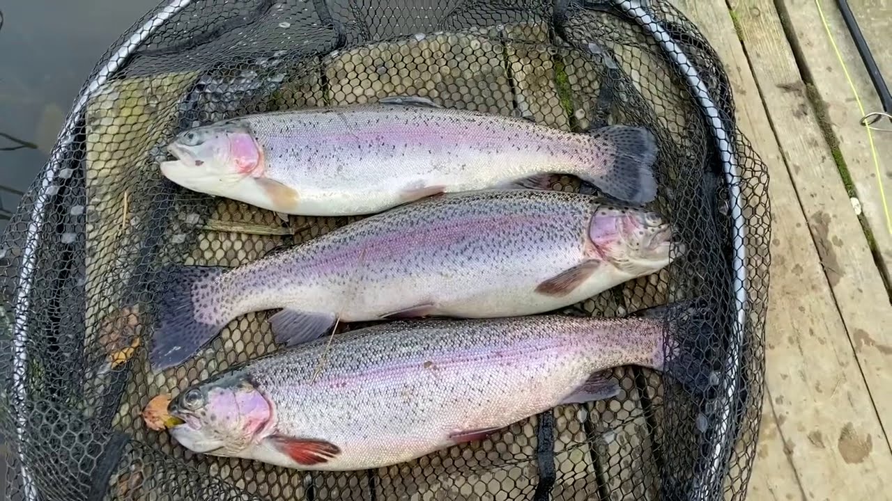 Spring Hill Trout Water 2020 - Hard Fighting Quality Rainbows